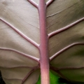 Alocasia Sumo XL