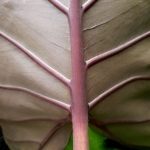 Alocasia Sumo XL