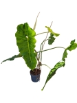Philodendron Paraiso Verde - XL
