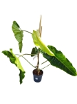 Philodendron Paraiso Verde - XL