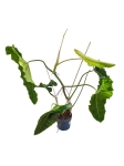 Philodendron Paraiso Verde - XL