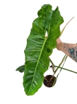 Philodendron Paraiso Verde - XL