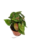 Syngonium Christmas - M