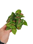 Syngonium Christmas - M