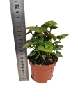 Syngonium Christmas - M