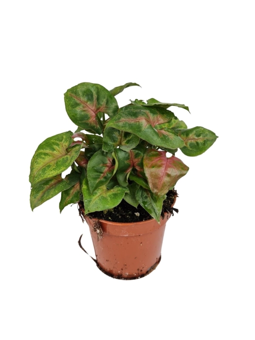 Syngonium Christmas - M