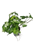 Syngonium Three Kings - L