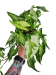 Syngonium Three Kings - L