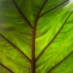 Alocasia Sumo XL