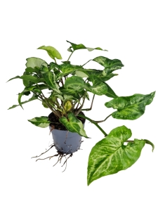Syngonium Three Kings - L