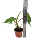 Philodendron Verrucosum Tambillo - M