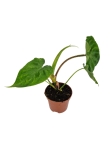 Philodendron Verrucosum Tambillo - M