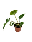 Philodendron Verrucosum Tambillo - M