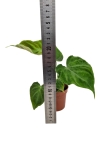 Philodendron Verrucosum Tambillo - M