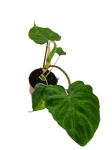 Philodendron Verrucosum Tambillo - M