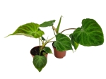 Philodendron Verrucosum Tambillo - M
