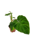 Philodendron Verrucosum Tambillo - M