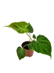 Philodendron Verrucosum Tambillo - M