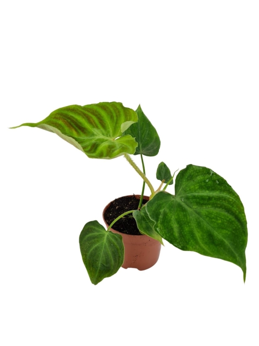 Philodendron Verrucosum Tambillo - M
