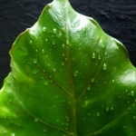 Alocasia Sumo XL