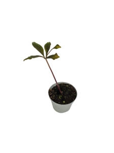 Amorphophallus atroviridis - S