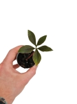 Amorphophallus atroviridis - S