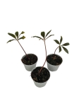 Amorphophallus atroviridis - S