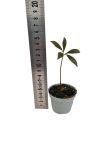 Amorphophallus atroviridis - S