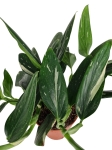 Monstera standleyana variegata - L
