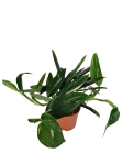 Monstera standleyana variegata - L