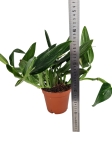 Monstera standleyana variegata - L