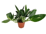 Monstera standleyana variegata - L