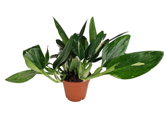 Monstera standleyana variegata - L