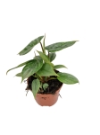 Philodendron Sodiroi - M