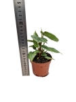 Philodendron Sodiroi - M