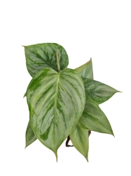 Philodendron Sodiroi - M