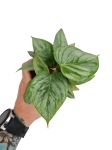 Philodendron Sodiroi - M