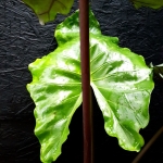 Alocasia Sumo XL