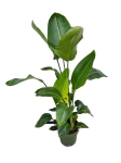 Strelitzia nicolai variegata - XL