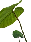 Philodendron fuzzy petiole - XXL