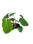 Philodendron fuzzy petiole - XXL