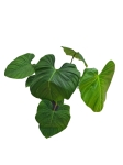 Philodendron fuzzy petiole - XXL