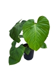 Philodendron fuzzy petiole - XXL