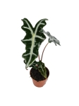 Alocasia nobilis - M