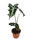 Alocasia nobilis - M