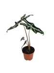 Alocasia nobilis - M
