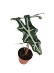 Alocasia nobilis - M