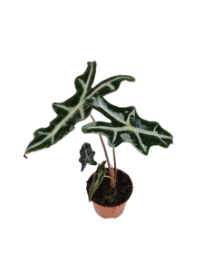 Alocasia nobilis - M