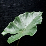 Alocasia Sumo XL