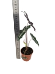 Alocasia nobilis - M
